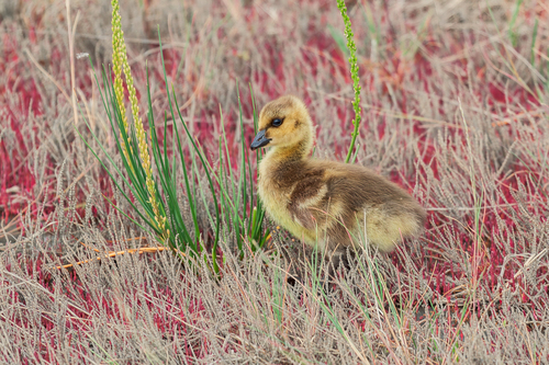 Canada Goose