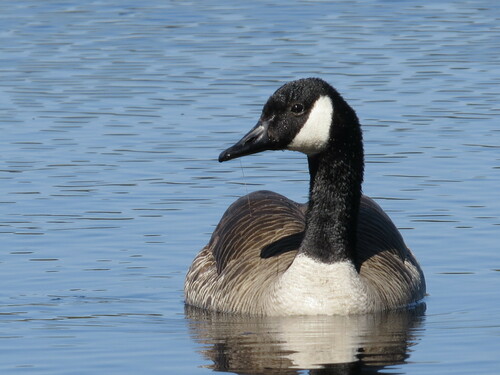 Canada Goose