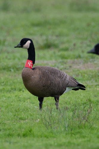 Canada Goose