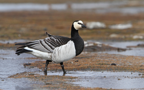 Barnacle Goose