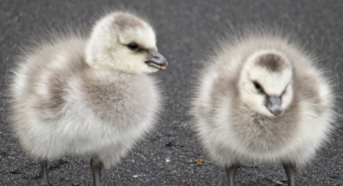 Barnacle Goose