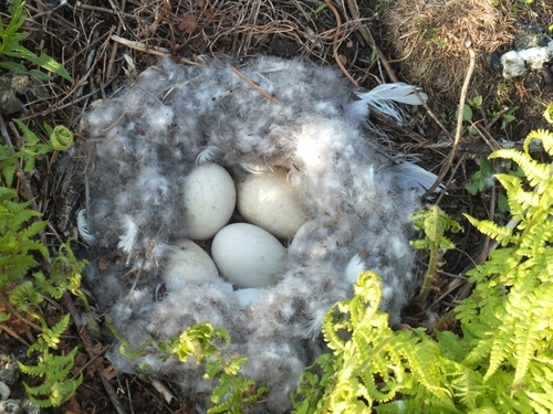 Barnacle Goose