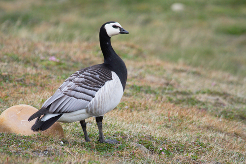 Barnacle Goose