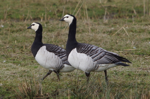 Barnacle Goose
