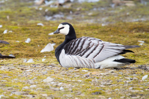 Barnacle Goose