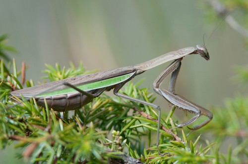 Chinese Mantis