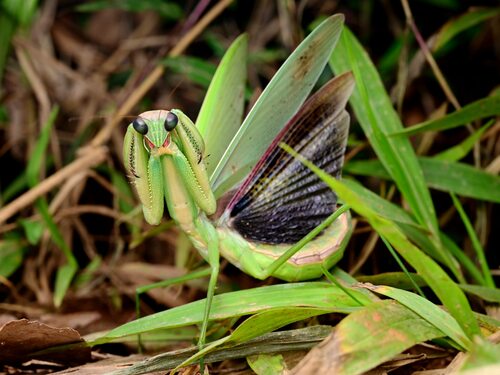 Chinese Mantis