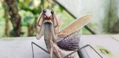 Chinese Mantis
