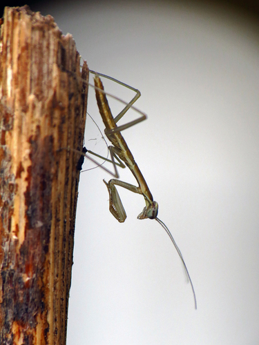 Chinese Mantis