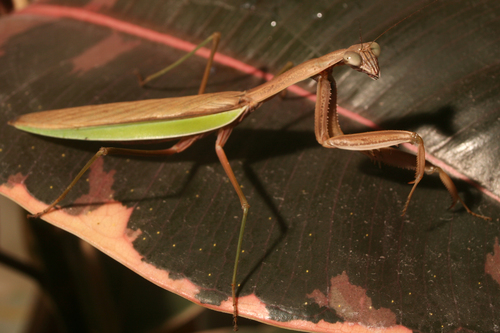 Chinese Mantis