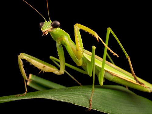 Chinese Mantis