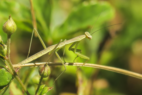Chinese Mantis