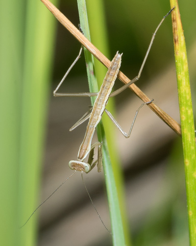 Chinese Mantis