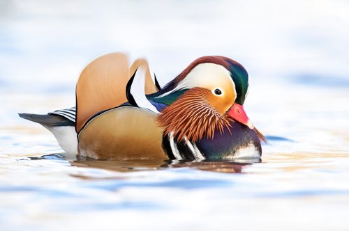 Mandarin Duck