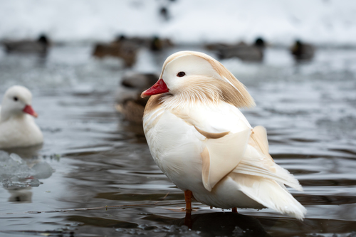 Mandarin Duck