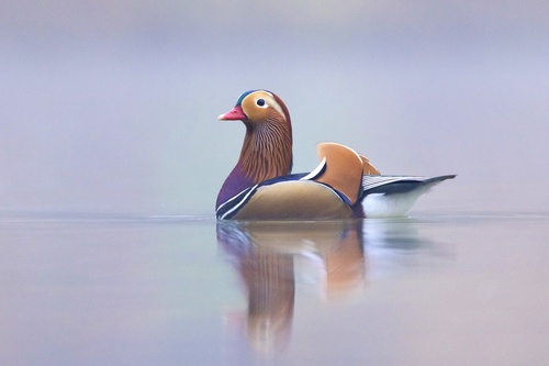 Mandarin Duck