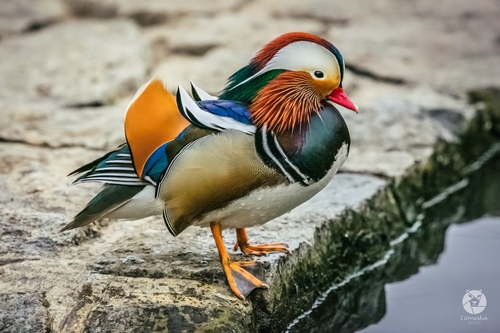 Mandarin Duck