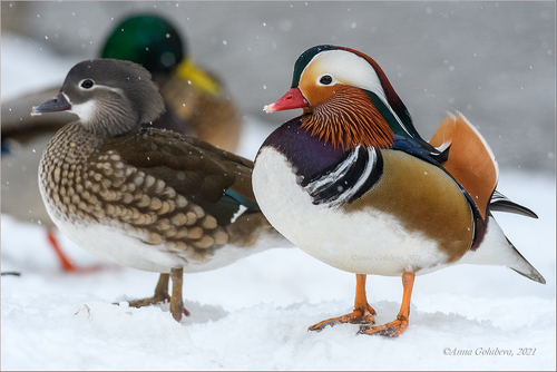 Mandarin Duck
