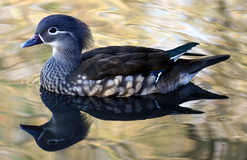 Mandarin Duck