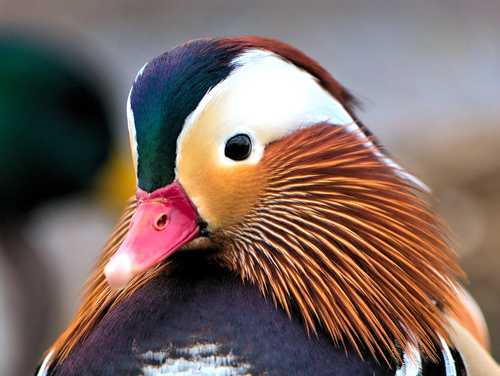 Mandarin Duck