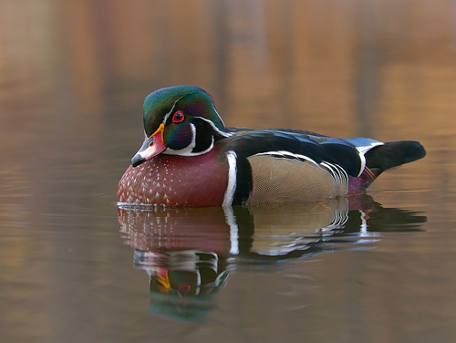 Wood Duck