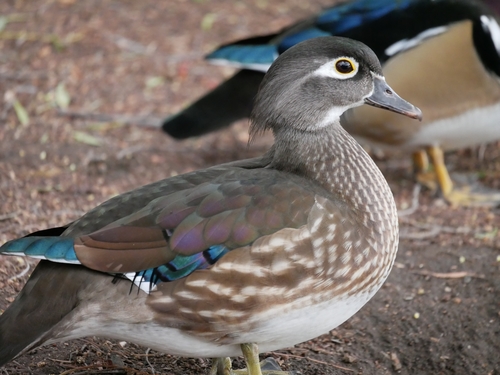 Wood Duck