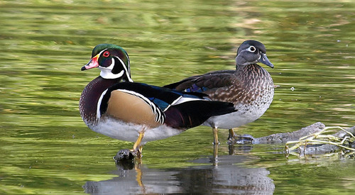 Wood Duck