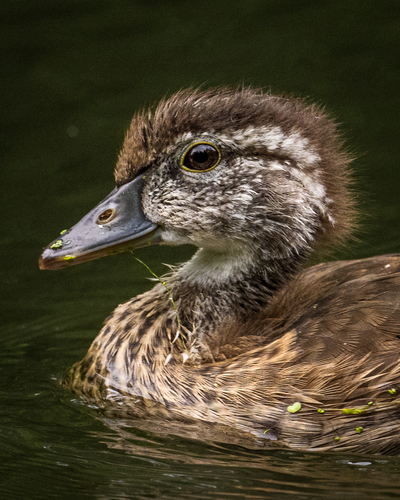 Wood Duck