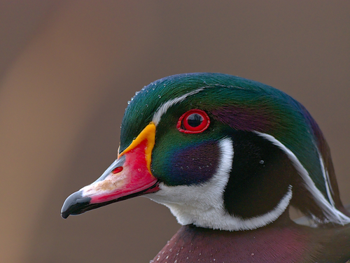 Wood Duck