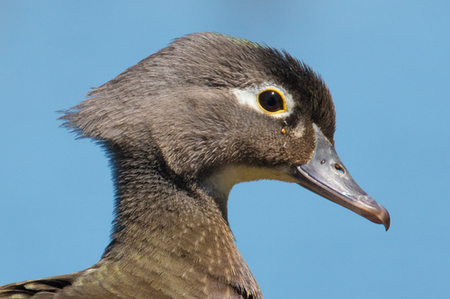 Wood Duck