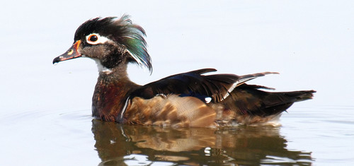 Wood Duck