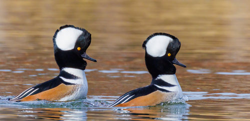 Hooded Merganser