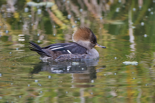Hooded Merganser