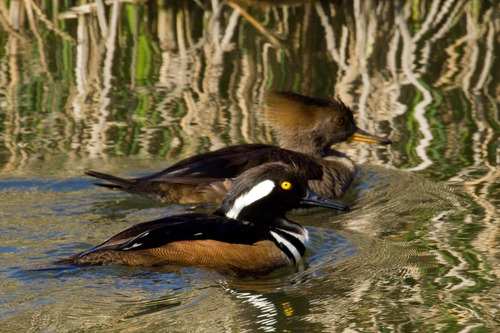 Hooded Merganser