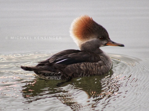 Hooded Merganser