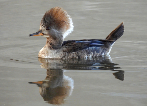 Hooded Merganser