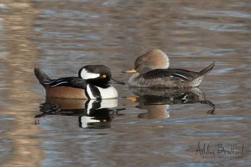 Hooded Merganser