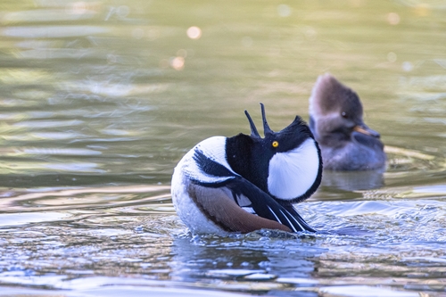 Hooded Merganser