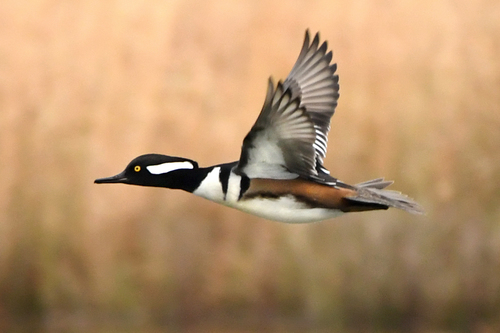 Hooded Merganser