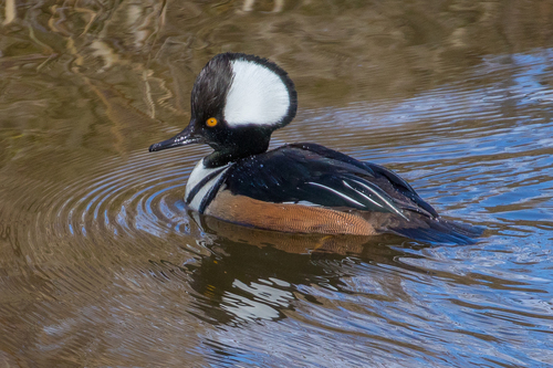 Hooded Merganser
