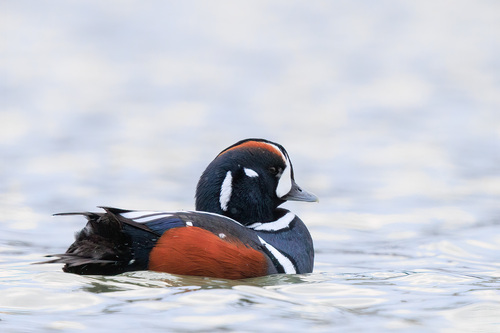 Harlequin Duck