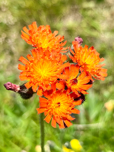 orange hawkweed