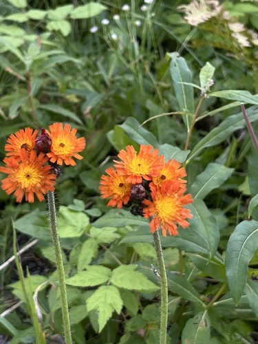 orange hawkweed