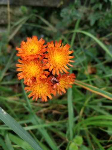 orange hawkweed