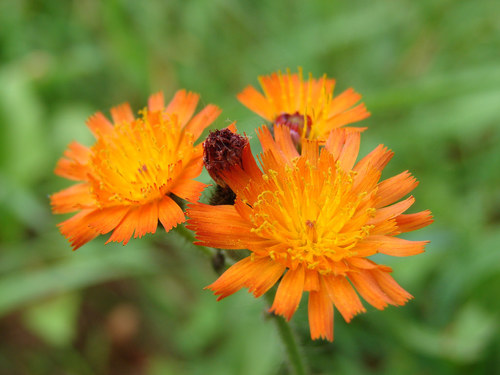 orange hawkweed