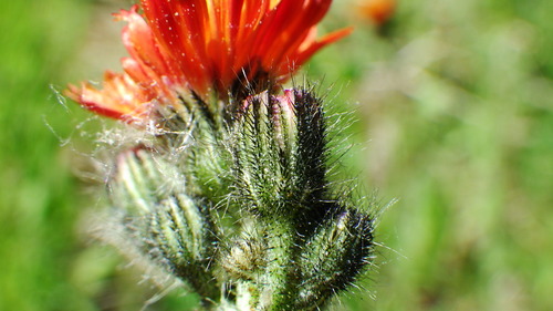 orange hawkweed