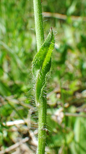 orange hawkweed