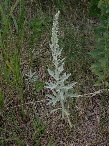 Silver Wormwood