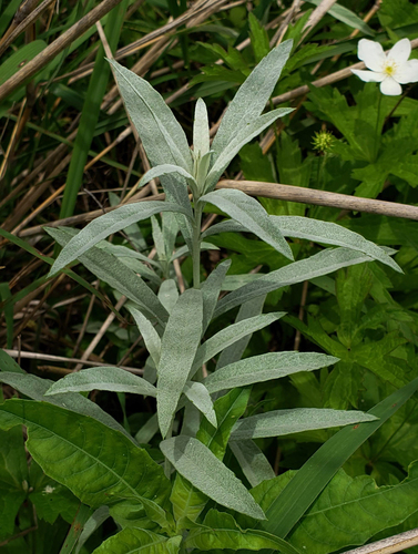 Silver Wormwood