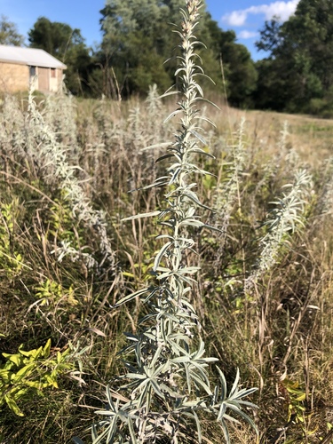 Silver Wormwood